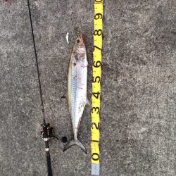 ナブラの正体はコイツ!