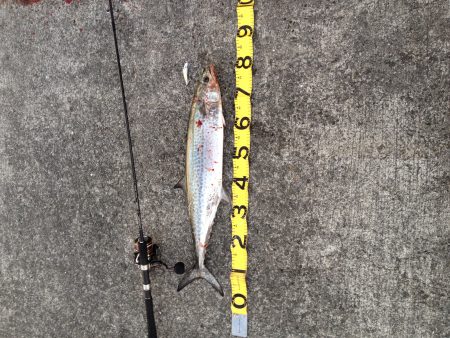 ナブラの正体はコイツ！