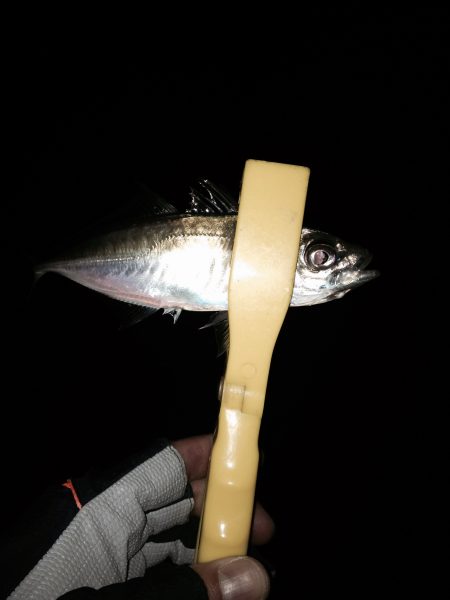 雨の日アジング