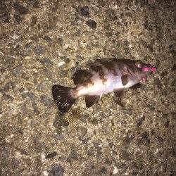 癒しの小メバリング