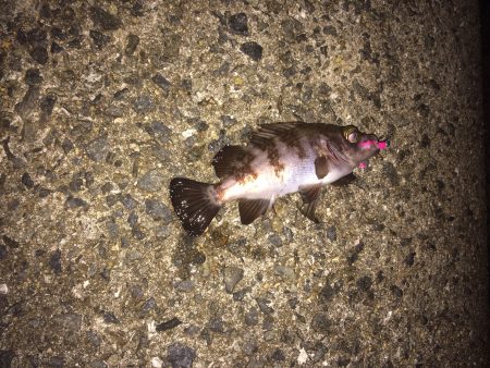 癒しの小メバリング