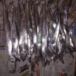 久しぶりの数釣り