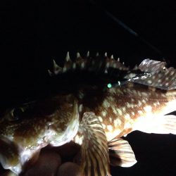 アジ天国、時々根魚天国