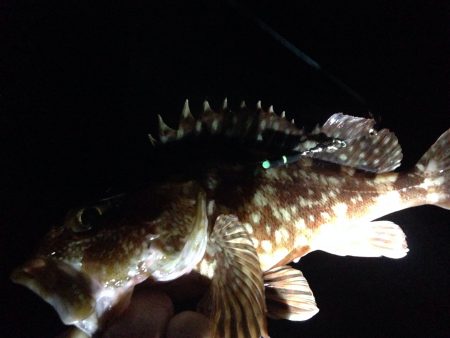 アジ天国、時々根魚天国