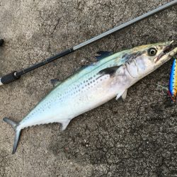 久しぶりの青物？