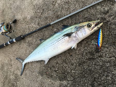 久しぶりの青物？