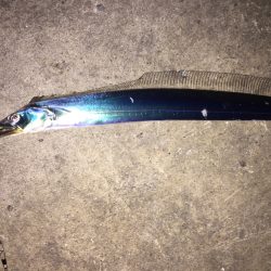 初めての二桁釣果