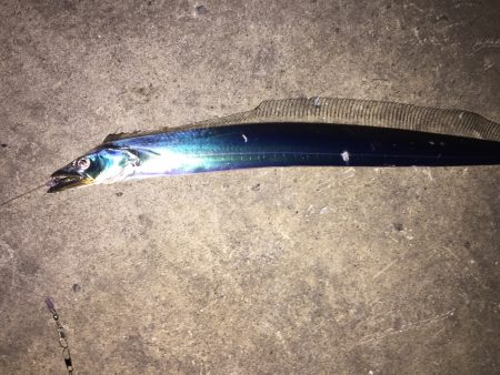 初めての二桁釣果