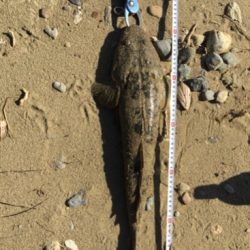 紀ノ川フラットゲーム