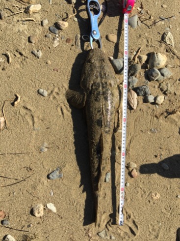 紀ノ川フラットゲーム