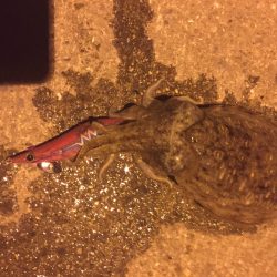 アオリイカを探しに