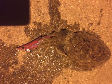 アオリイカを探しに