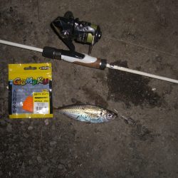 連日のアジング