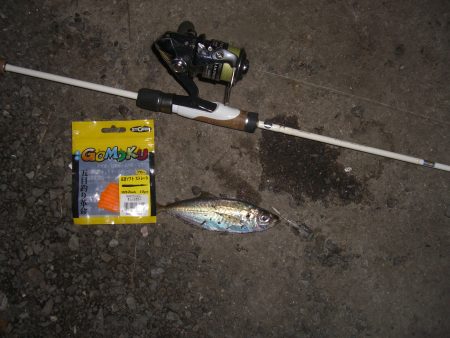 連日のアジング