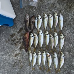 アジ、メバル、ガシラ、タケノコメバル爆釣‼️