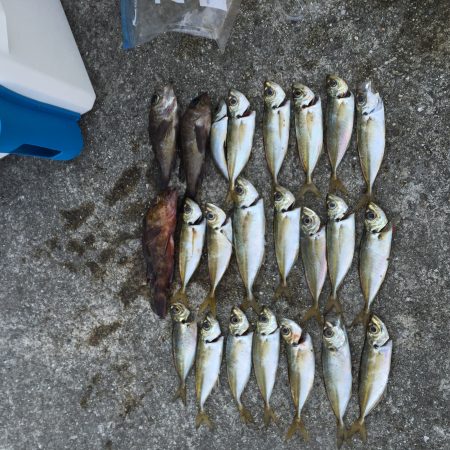 アジ、メバル、ガシラ、タケノコメバル爆釣‼️