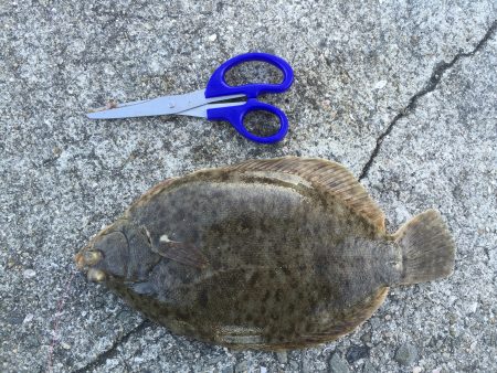 念願の初カレイ(^^)