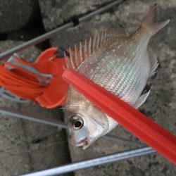 カレイ狙いvol.2