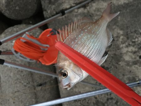 カレイ狙いvol.2