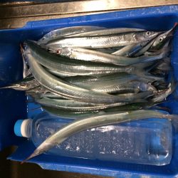 午後から陽が差してきました