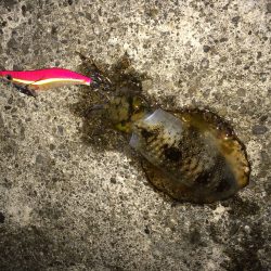 一発大逆転のデカアオリ⁉︎