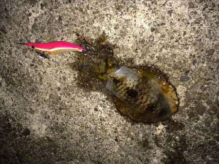 一発大逆転のデカアオリ⁉︎