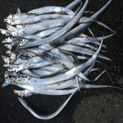 タチウオ釣り