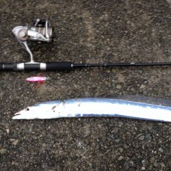 タチウオ終盤⁈