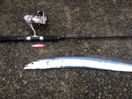 タチウオ終盤⁈