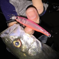 セイゴラッシュ!!