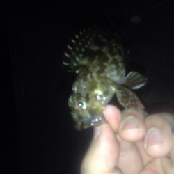 ロックフィッシュ