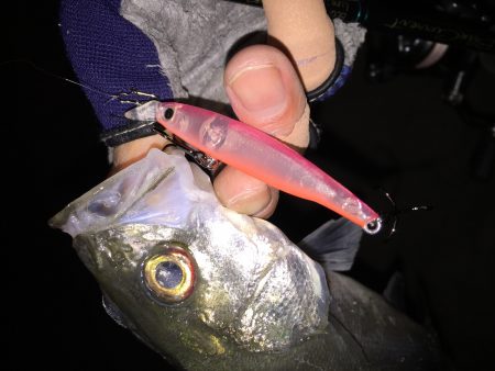 セイゴラッシュ！！