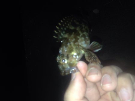 ロックフィッシュ