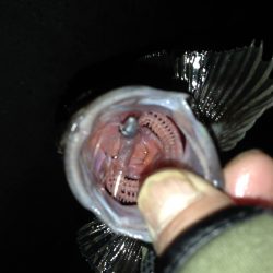 連日のアジング