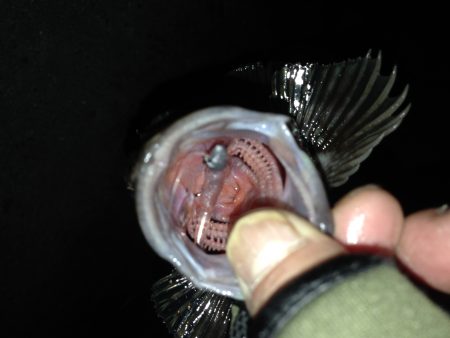 連日のアジング