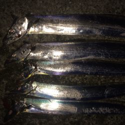 絶好調  太刀魚