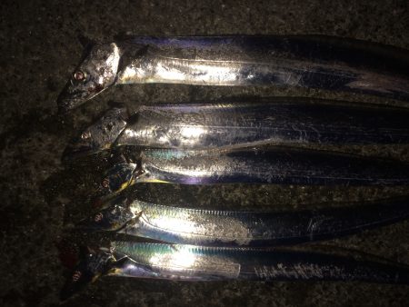 絶好調  太刀魚