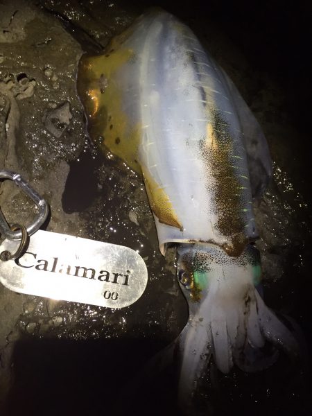 年内キロUP達成