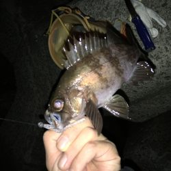 メバル狙い、風裏を探して