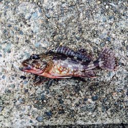 蒲井にてエサ釣り