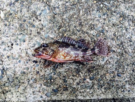 蒲井にてエサ釣り