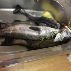 コノシロパターン