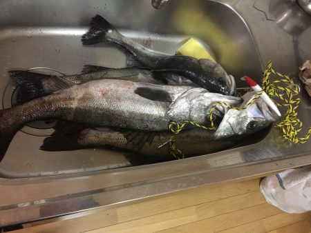 コノシロパターン