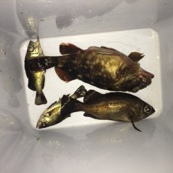 初めての潮見ふ頭と小松ふ頭！アジングのはずがメバルとガシラ