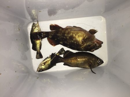 初めての潮見ふ頭と小松ふ頭！アジングのはず…