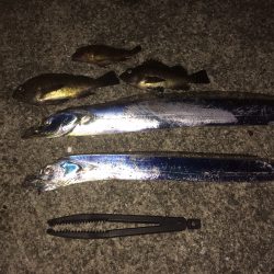 メバリングからのタチウオ