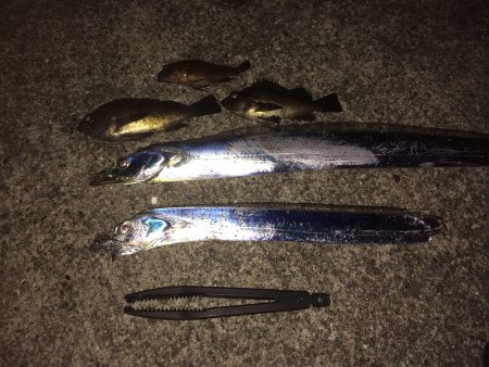 メバリングからのタチウオ