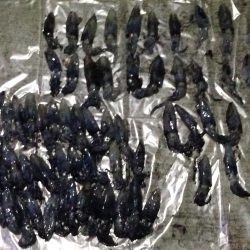 初ヒイカエギング‼︎