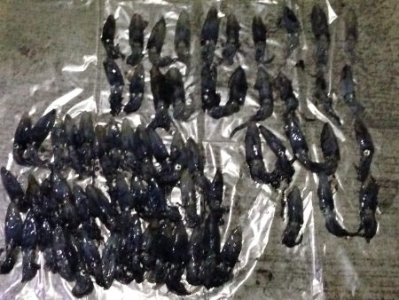 初ヒイカエギング‼︎