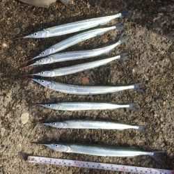 サヨリ釣り楽しいー!